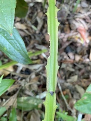 Smilax spicata