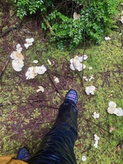 Albatrellus avellaneus