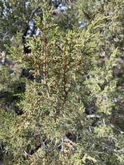 Juniperus monosperma