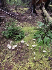 Albatrellus avellaneus