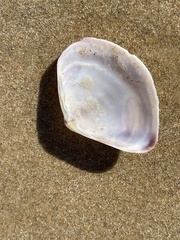 Austromactra rufescens