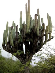 Pachycereus weberi