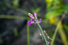 Indigofera ionii