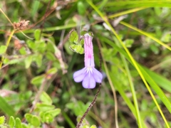 Lobelia neglecta