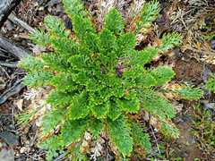 Selaginella lepidophylla