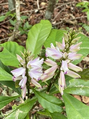 Caamembeca grandifolia