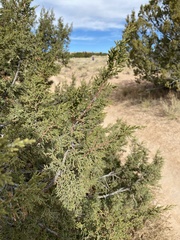 Juniperus monosperma
