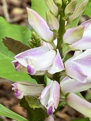 Caamembeca grandifolia