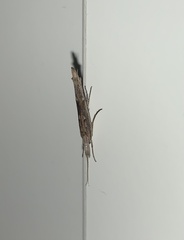 Ypsolopha mucronella