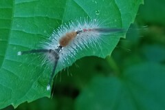 Dasychira chekiangensis