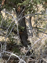 Juniperus monosperma