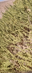 Halocnemum strobilaceum
