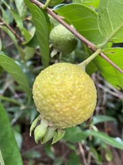 Campomanesia guazumifolia