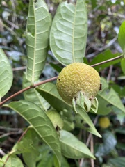 Campomanesia guazumifolia