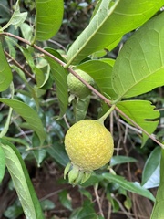 Campomanesia guazumifolia