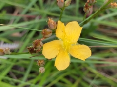Hypericum aethiopicum
