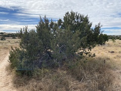 Juniperus monosperma