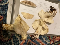 Albatrellus avellaneus