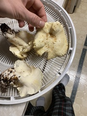 Albatrellus avellaneus