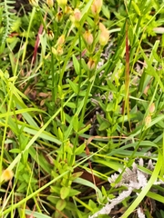 Hypericum aethiopicum