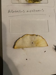 Albatrellus avellaneus