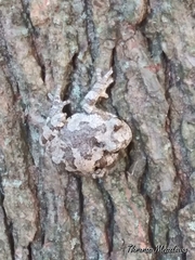 Hyla versicolor