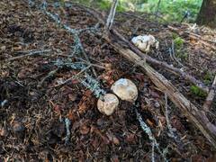 Tricholoma dulciolens