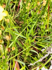 Hypericum aethiopicum