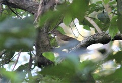 Turdus assimilis