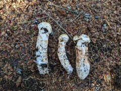 Tricholoma dulciolens