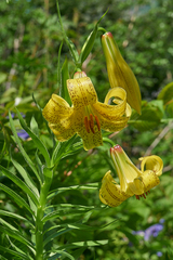 Lilium kesselringianum