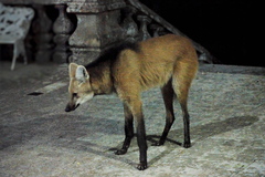 Chrysocyon brachyurus