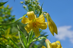 Lilium kesselringianum