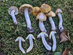 Tricholoma subsejunctum