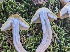 Tricholoma subsejunctum