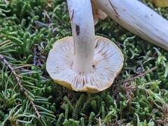 Tricholoma subsejunctum