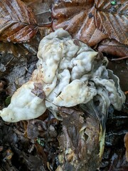 Helvella lacunosa