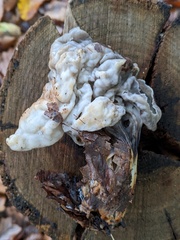 Helvella lacunosa