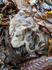 Helvella lacunosa