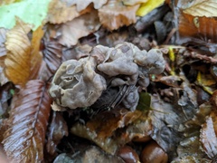 Helvella lacunosa