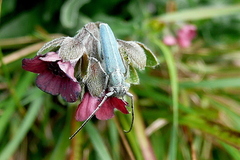Phytoecia caerulescens