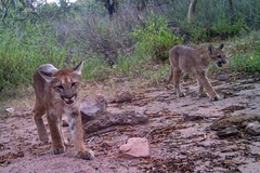Puma concolor couguar