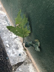 Platanus