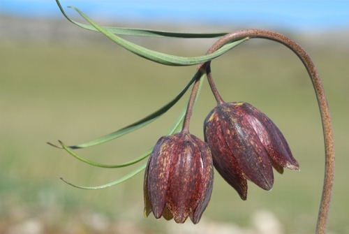 Fritillaria montana Hoppe ex W.D.J.Koch