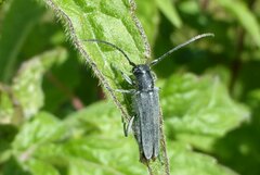 Phytoecia caerulescens