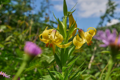 Lilium kesselringianum