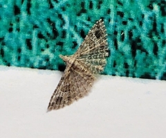 Alucita montana