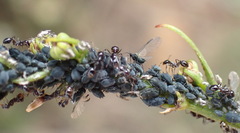 Aphis