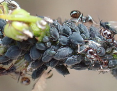 Aphis