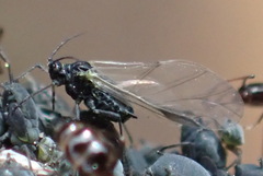 Aphis